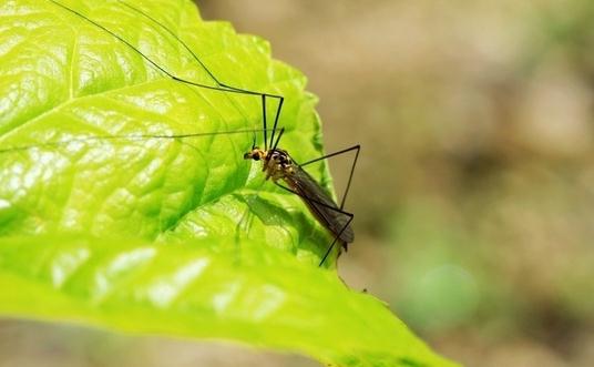 被蚊子叮咬后為什么會有包？