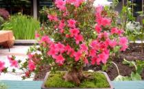 家里養什么花能改善空氣？