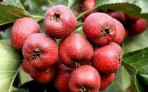 美容養顏試試中醫四種養陰藥膳