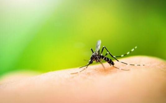 被蚊蟲叮咬了怎么消腫？