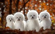 給狗狗喂驅蟲藥需要注意的事項