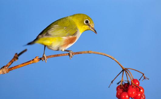 喂養(yǎng)繡眼鳥的四季管理方法