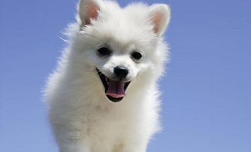 怎么選擇適合自己的小狗？