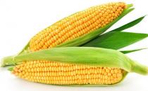 吃什么可以提高記憶力？