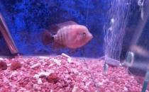 家里養魚應該多久換一次水？