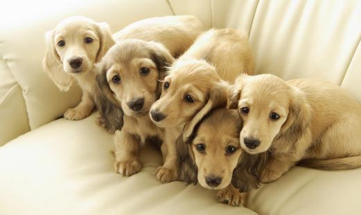 狗狗驅蟲策略你都了解嗎