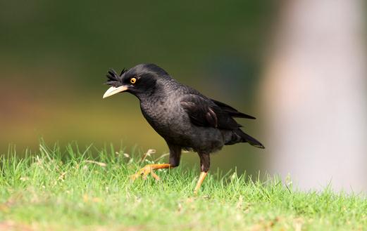 寄生蟲導致八哥換羽毛怎么辦?