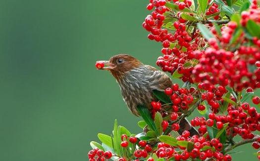 教你如何挑選一只健康的畫眉鳥