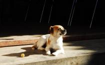 寵物狗容易患什么疾病？