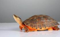 金錢龜的養(yǎng)殖方法