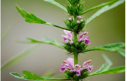 4食療救女人痛經