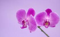 種植蝴蝶蘭失敗的原因