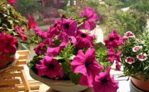 想在家里養花必看的養花技巧