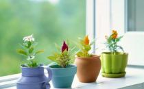 給你支招讓你養好花