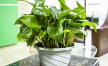 水養綠蘿的養護方法