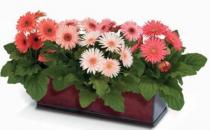 室內(nèi)養(yǎng)花光線不足的彌補(bǔ)方法