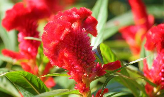 雞冠花徒長怎么辦？