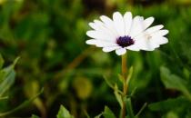 除蟲菊有什么功效呢？