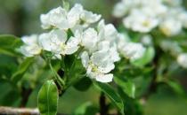 除了自來水還有什么水能澆花？