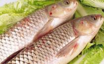草魚的營養價值與功效
