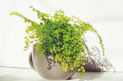 鐵線蕨的特征是什么？