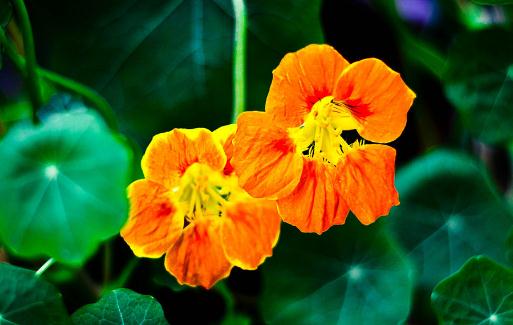 旱金蓮都有什么品種？旱金蓮的簡介