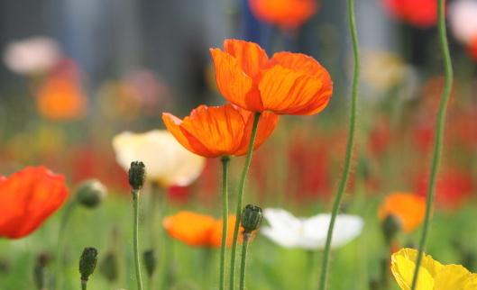 夏季養(yǎng)什么花最好？夏季如何養(yǎng)花？