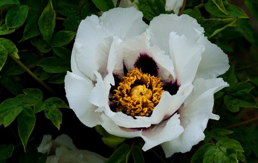 在家里養(yǎng)花養(yǎng)什么品種比較好？