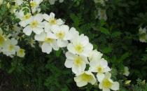 三月份養什么花最合適？