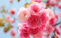 客廳擺放什么花好？教你用花卉裝飾客廳