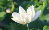 在陽臺擺放什么花卉比較好？