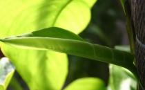 綠蘿的簡介 綠蘿的養殖方法