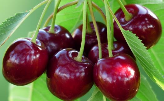 白領(lǐng)女性吃什么防輻射？防輻射食物與茶飲推薦