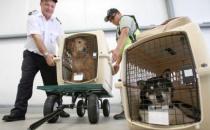 寵物可以帶出國嗎？怎么把寵物帶出國去？