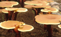 吃靈芝孢子粉的副作用及注意事項