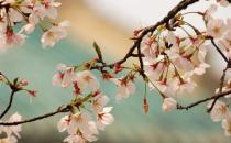 武漢大學(xué)來賞櫻花 讓青春放肆的飛揚(yáng)！