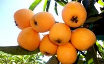 枇杷怎么保鮮？枇杷的保存方法盤點