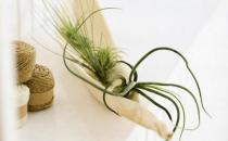 窗型花器的選購知識(shí)