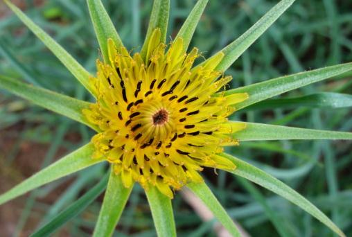 婆羅門參是什么？婆羅門參怎么吃？