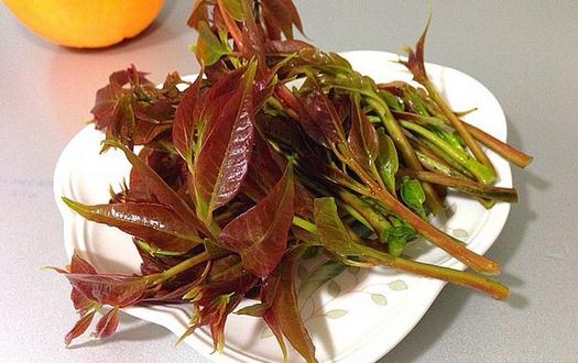 如何挑選香椿芽?香椿芽怎么吃最健康?
