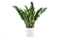 金錢樹可以養在室內嗎？