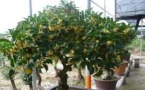 盆栽桂花的養殖方法