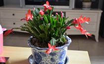 蟹爪蘭什么時(shí)候澆水？蟹爪蘭怎么養(yǎng)？