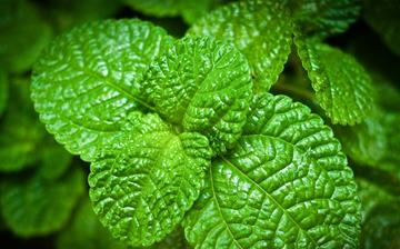 【薄荷】薄荷的功效與作用_薄荷如何辨別_薄荷的藥用和食用價值_薄荷怎么養(yǎng)