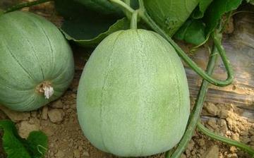 【香瓜】香瓜的功效與作用_香瓜上火嗎_香瓜怎么吃_孕婦能吃香瓜嗎 【香瓜】香瓜的功效與作用_香瓜上火嗎_香瓜怎么吃_孕婦能吃香瓜嗎