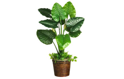 冬天如何種植滴水觀音?