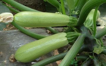 【西葫蘆】西葫蘆的營養價值_西葫蘆怎么做好吃_西葫蘆的做法大全 【西葫蘆】西葫蘆的營養價值_西葫蘆怎么做好吃_西葫蘆的做法大全