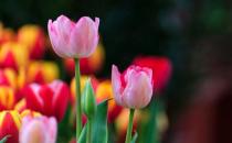 家養郁金香莖短花小是啥原因？