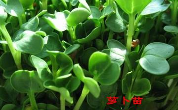 【蘿卜苗】蘿卜苗的營養價值_蘿卜苗怎么做好吃_蘿卜苗的做法大全