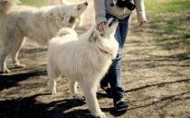 常遛狗的人壽命更長